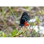 Atala Hairstreak. Copyright Borderland Tours. All rights reserved.