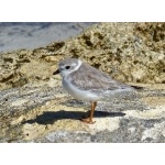 Piping Plover. Photo by Rick Taylor. Copyright Borderland Tours. All rights reserved.
