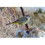 Palm Warbler. Photo by Rick Taylor. Copyright Borderland Tours. All rights reserved.