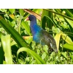 Purple Gallinule. Photo by Rick Taylor. Copyright Borderland Tours. All rights reserved.