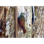 Ivory-billed Woodcreeper. Photo by Rick Taylor. Copyright Borderland Tours. All rights reserved.