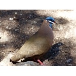 Blue-headed Quail-Dove. Photo by Rick Taylor. Copyright Borderland Tours. All rights reserved.