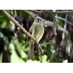 Confiding Cuban Pewee. Photo by Rick Taylor. Copyright Borderland Tours. All rights reserved.