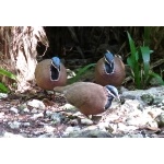 Blue-headed Quail-Doves. Photo by John Yerger  All rights reserved.
