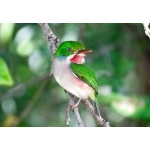 Cuban Tody. Photo by John Yerger  All rights reserved.