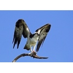 Osprey. Photo by John Hoffman. All rights reserved.