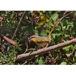 Rufous-capped Warbler.  Photo by John Hoffman. All rights reserved.