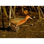 Rufous-necked Wood-Rail. Photo by Rick Taylor. Copyright Borderland Tours. All rights reserved.