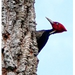 Male Pale-billed Woodpecker. Photo by Rick Taylor. Copyright Borderland Tours. All rights reserved.