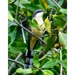Mangrove Cuckoo. Photo by Rick Taylor. Copyright Borderland Tours. All rights reserved.