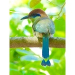 Russet-crowned Motmot. Photo by Rick Taylor. Copyright Borderland Tours. All rights reserved.