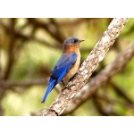 Eastern Bluebird, Azure form. Photo by Rick Taylor. Copyright Borderland Tours. All rights reserved.