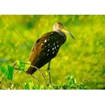Limpkin. Photo by Rick Taylor. Copyright Borderland Tours. All rights reserved. (Rick Taylor)