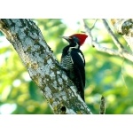 Lineated Woodpecker at Fort San Bacilio. Photo by Rick Taylor. Copyright Borderland Tours. All rights reserved.
