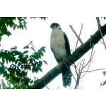 Collared Forest-Falcon. Photo by Rick Taylor. Copyright Borderland Tours. All rights reserved.
