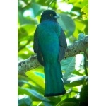 Citreoline Trogon. Photo by Ollie Oliver. All rights reserved.