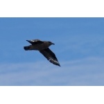 Great Skua. Photo by Gaukur Hjartarson. All rights reserved.