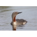 Red-throated Loon. Photo by Gaukur Hjartarson. All rights reserved.