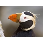 Tufted Puffin. Photo by Dave Kutilek. All rights reserved