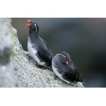 Parakeet Auklets. Photo by Bryan J. Smith. All rights reserved.