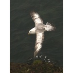 Northern Fulmar. Photo by Rick Taylor. Copyright Borderland Tours. All rights reserved.