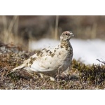 Rock Ptarmigan. Photo by Dave Kutilek. All rights reserved
