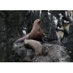 Stellers Sea Lions. Photo by Rick Taylor. Copyright Borderland Tours. All rights reserved