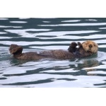 Sea Otter. Photo by Adam Riley. All rights reserved.
