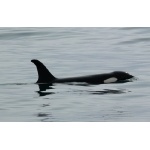 Orca. Photo by Rick Taylor. Copyright Borderland Tours. All rights reserved.