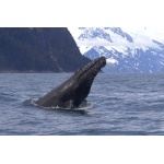 Humpback Whale head in Resurrection Bay. Photo by Adam Riley. All rights reserved.