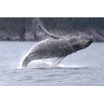 Humpback Whale breeching. Photo by Adam Riley. All rights reserved.
