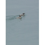 Kittlitzs Murrelets. Photo by Rick Taylor. Copyright Borderland Tours. All rights reserved.