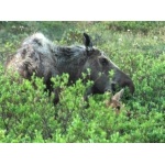 Moose Mother and Calf. Photo by Joe Faulkner. All rights reserved.