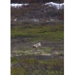Mother Grizzly with three cubs near Nome. Photo by Rick Taylor. Copyright Borderland Tours. All rights reserved.