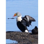 King Eider Barrow. Photo by Rick Taylor. Copyright Borderland Tours. All rights reserved.