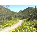 Sonoran Desert in Tucson Mountains. Photo by Rick Taylor. Copyright Borderland Tours. All rights reserved.  