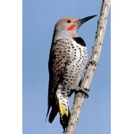 Gilded Flicker. Photo by C. Allan Morgan. All rights reserved.