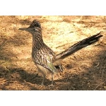 Greater Roadrunner. Photo by Rick Taylor. Copyright Borderland Tours. All rights reserved. 