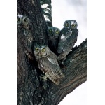 Western Screech-Owls. Photo by Rick Taylor. Copyright Borderland Tours. All rights reserved.