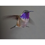 Lucifer Hummingbird. Photo by C. Alan Morgan. All rights reserved.