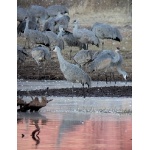 Sandhill Cranes at Whitewater Draw. Photo by Rick Taylor. Copyright Borderland Tours. All rights reserved.