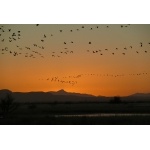Sandhill Cranes against a Willcox Sunset. Photo by Rick Taylor. Copyright Borderland Tours. All rights reserved.