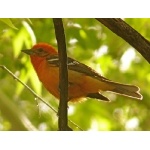 Flame-colored Tanager. Photo by Rick Taylor. Copyright Borderland Tours. All rights reserved. 