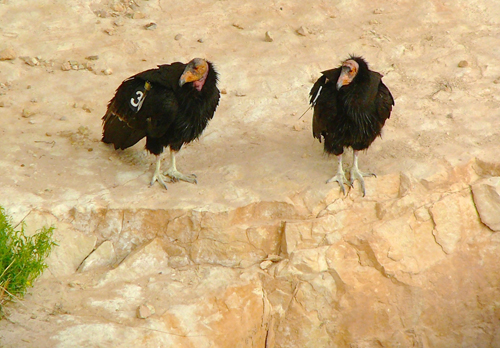 California Condors. Photo by Rick Taylor. Copyright <strong><strong>Borderland Tours</strong></strong>. All rights reserved.