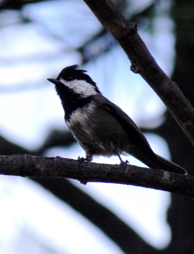 mexican chickadee endemic to the chiricahua mountains on public lands in the united states photo by rick taylor copyright <strong><strong>Borderland Tours</strong></strong> all rights reserved 20140329 1057508335