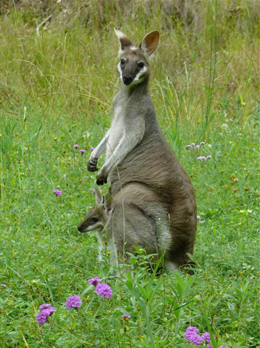 Pretty-faced Wallaby. Photo by Rick Taylor. Copyright <strong><strong>Borderland Tours</strong></strong>. All rights reserved.