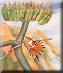 Mercantile Icon - Rufous Hummingbird at agave
