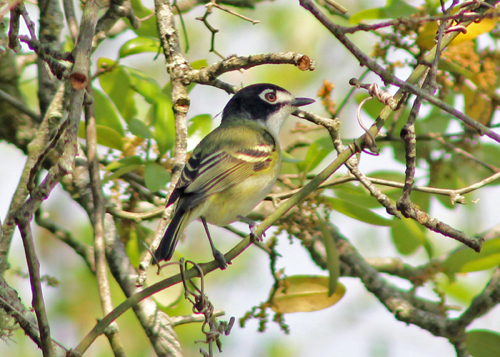 Black-capped Vireo. Photo by John Yerger. Copyright <strong>Borderland Tours</strong>. All rights reserved.