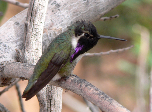 Costa's Hummingbird. Photo by Rick Taylor. Copyright <strong><strong>Borderland Tours</strong></strong>. All rights reserved.