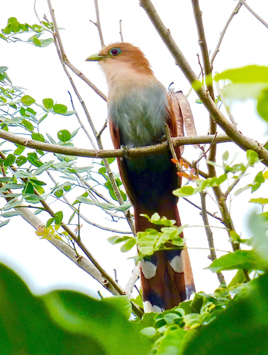 Squirrel Cuckoo. Photo by Rick Taylor. All rights reserved.